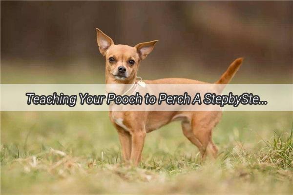 Teaching Your Pooch to Perch A StepbyStep Guide to WallSitting with Your Canine Companion